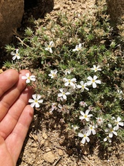 Leptosiphon melingii