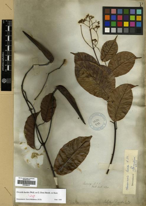 Urceola lucida (Urceola lucida)