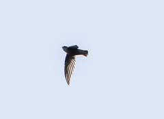Chaetura meridionalis