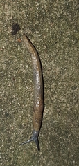 Tandonia budapestensis image