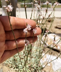 Eriogonum wrightii oresbium