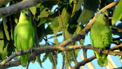 Graydidascalus brachyurus