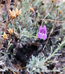 Penstemon californicus