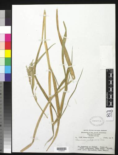 Urochloa glumaris
