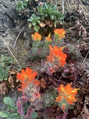 Castilleja mendocinensis