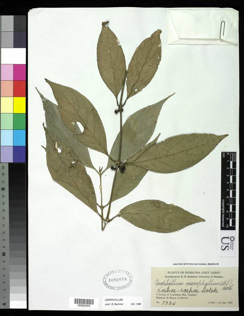 Urophyllum macrophyllum