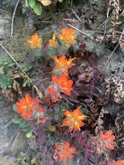 Castilleja mendocinensis