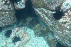 Orectolobus halei