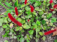 Acalypha hispida