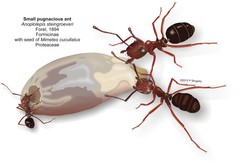 Anoplolepis steingroeveri