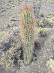 Trichocereus tarijensis
