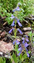 Penstemon metcalfei