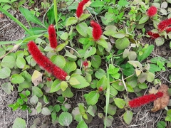 Acalypha hispida