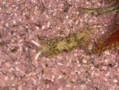 Diaphoreolis viridis