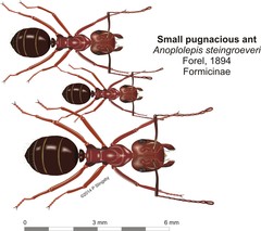 Anoplolepis steingroeveri