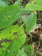 Leiobunum aldrichi