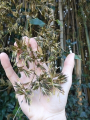 Phyllostachys bambusoides