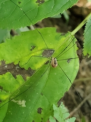 Leiobunum aldrichi