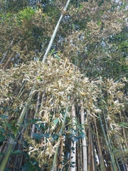 Phyllostachys bambusoides