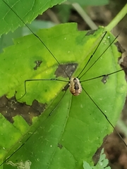 Leiobunum aldrichi