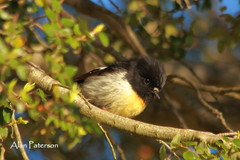 Petroica macrocephala