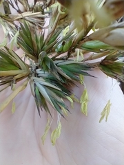 Phyllostachys bambusoides