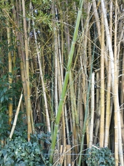 Phyllostachys bambusoides
