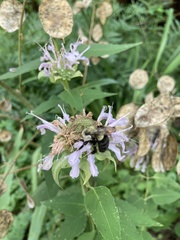 Bombus impatiens