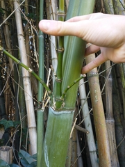 Phyllostachys bambusoides