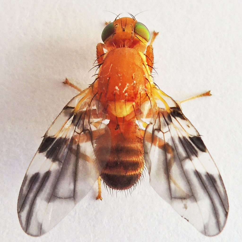 Walnut Husk Maggot