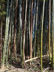 Phyllostachys bambusoides
