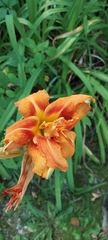 Hemerocallis fulva kwanso
