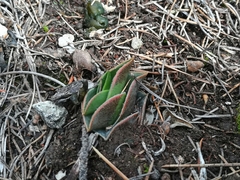 Callisia navicularis