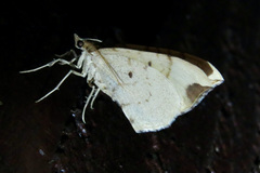 Eulithis luteolata