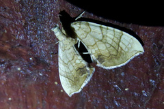 Eulithis luteolata