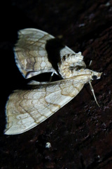 Eulithis luteolata
