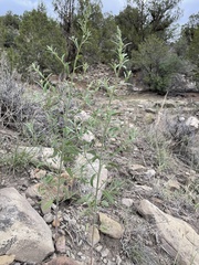 Chenopodium leptophyllum