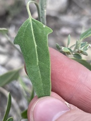 Chenopodium leptophyllum