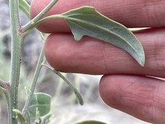 Chenopodium leptophyllum