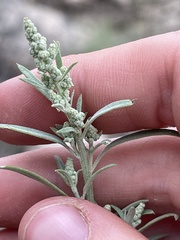 Chenopodium leptophyllum