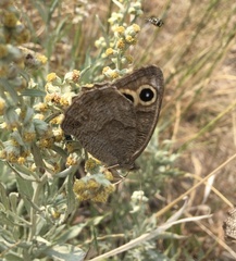 Cercyonis sthenele