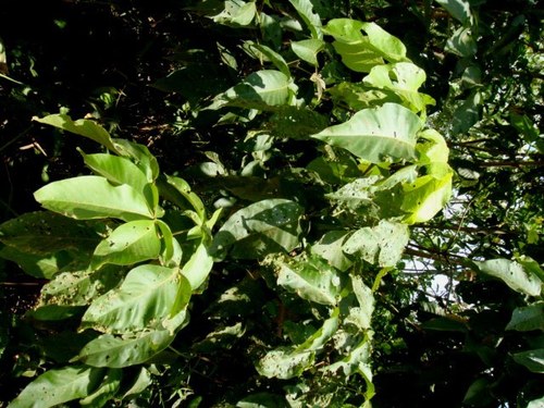 Vitex pinnata