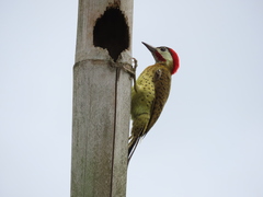 Colaptes punctigula striatigularis