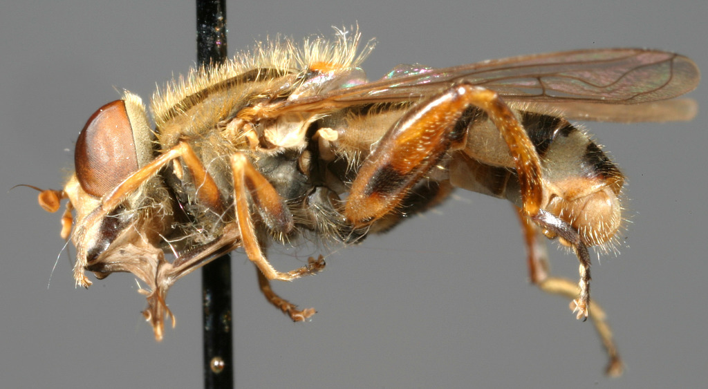Smooth-legged Swamp Fly