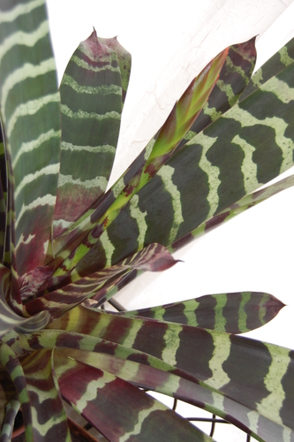 Lutheria splendens
