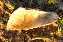 Trisidos tortuosa