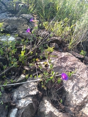 Ipomoea decasperma