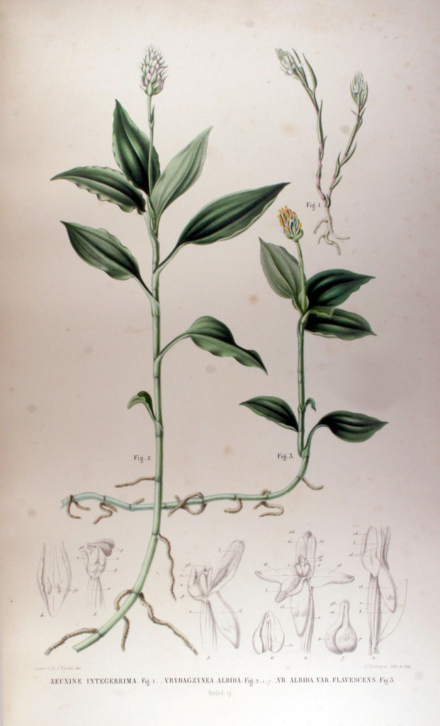 Vrydagzynea albida