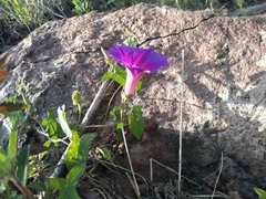 Ipomoea decasperma