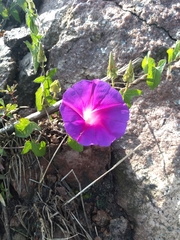 Ipomoea decasperma